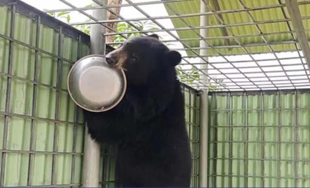 নিজ বাড়িতে ভালুক পোষার কথা স্বীকার করে বন বিভাগকে জানালেন সাবেক ইউপি সদস্য